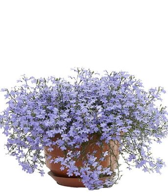 Lobelia erinus Laguna Trailing Sky Blue