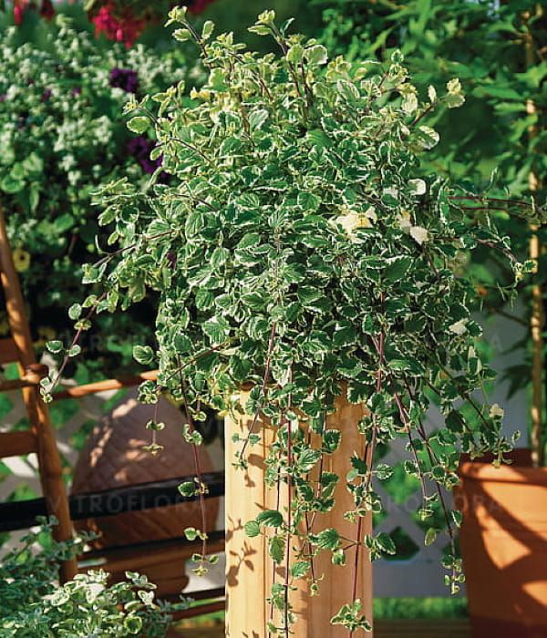 Plectranthus coleoides - komarowiec