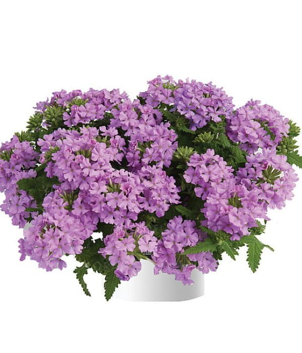 Verbena x hybrida Vanessa Compact Lavender
