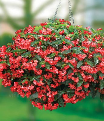 Begonia x hybrida Dragon Wing Red