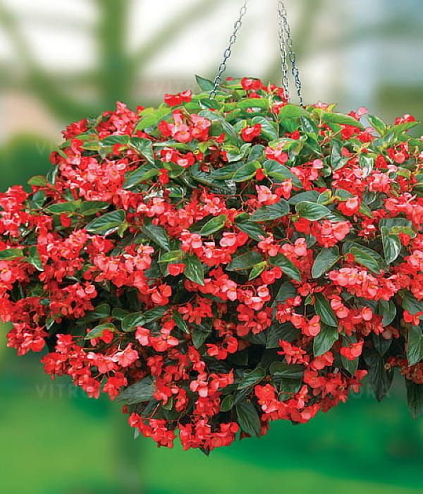Begonia x hybrida Dragon Wing Red