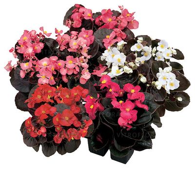 Begonia semperflorens Senator Mix kolorów