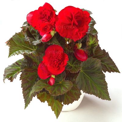 Begonia x tuberhybrida Fortune Deep Red Dark Leaf