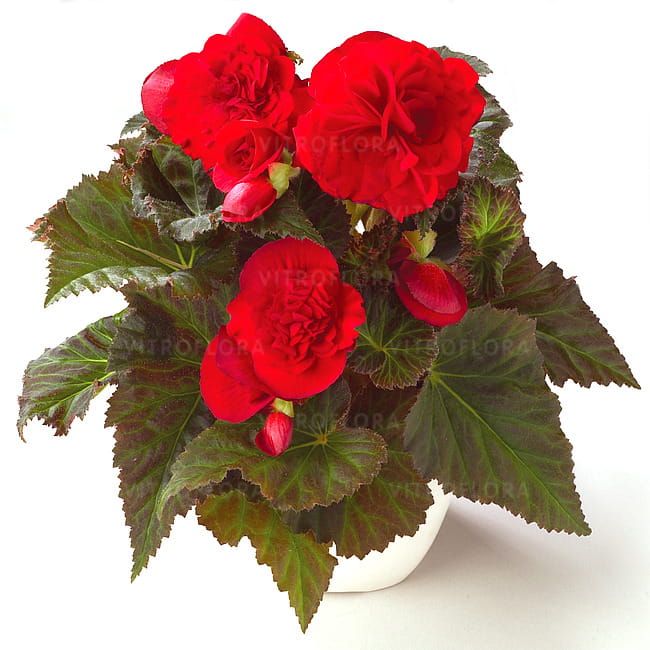 Begonia x tuberhybrida Fortune Deep Red Dark Leaf