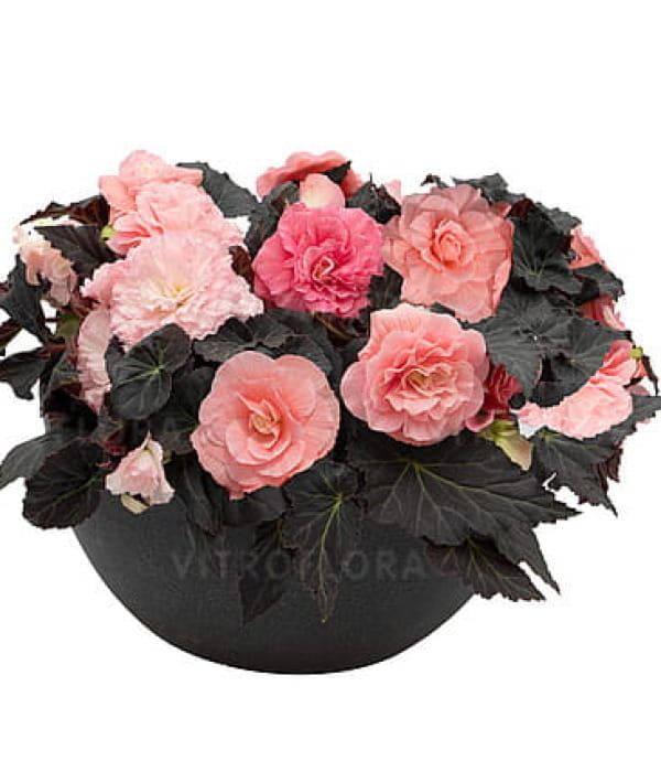 Begonia x tuberhybrida Nonstop Mocca Light Pink