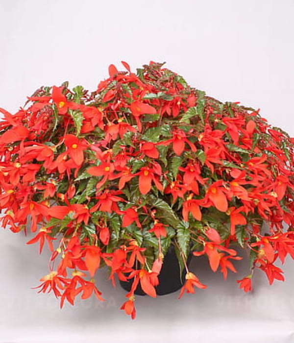 Begonia boliviensis Wendy Orange