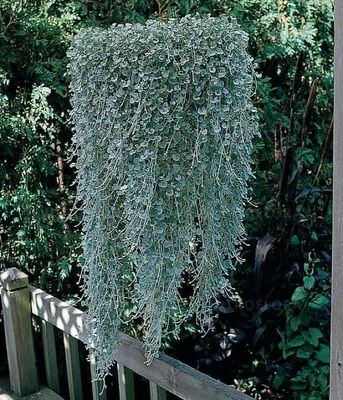 Dichondra argentea Silver Falls