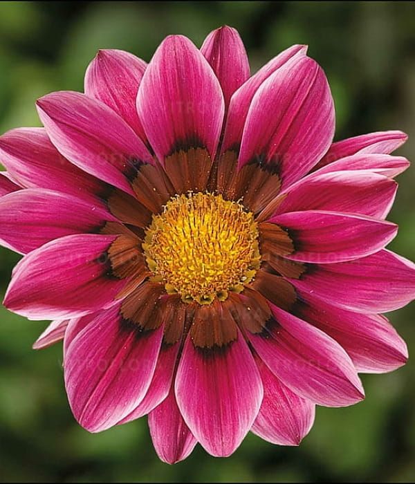 Gazania splendens Kiss Rose