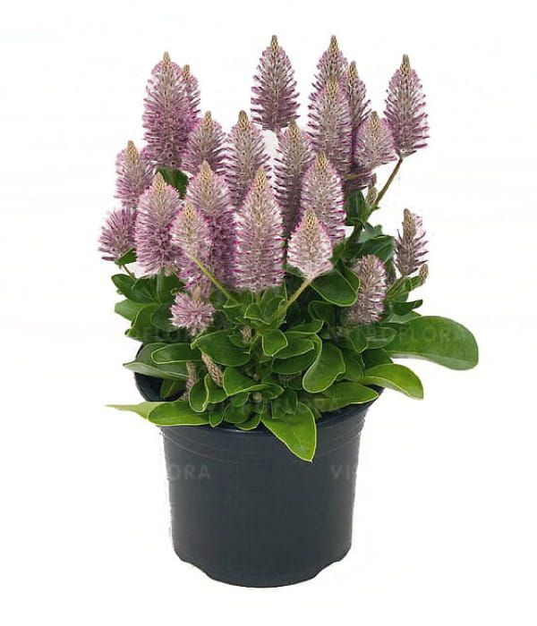 Ptilotus exaltus Joey – egzotyczna roślina sezonowa