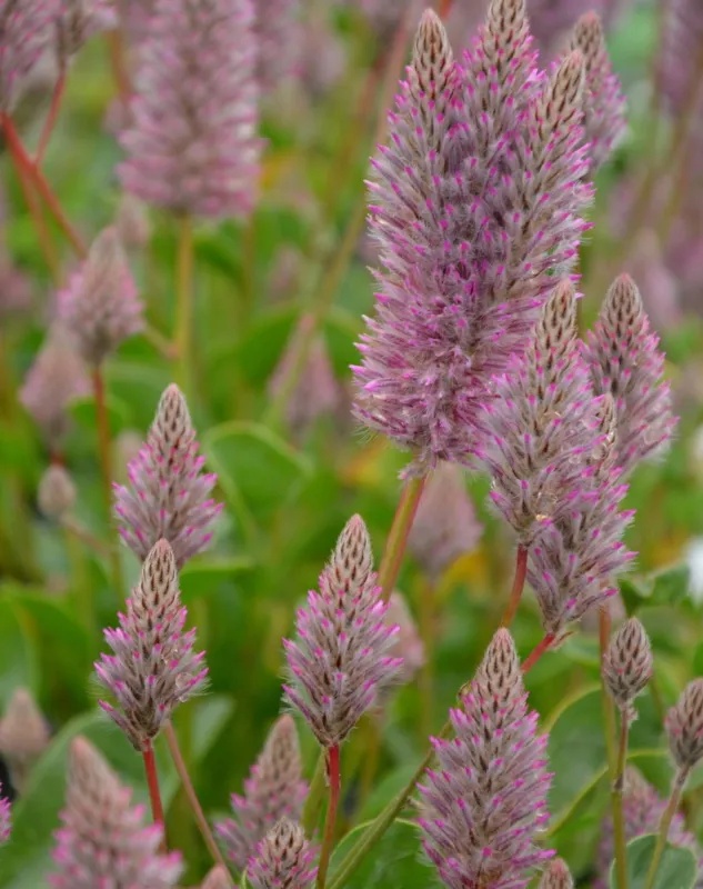 Ptilotus exaltus Joey 