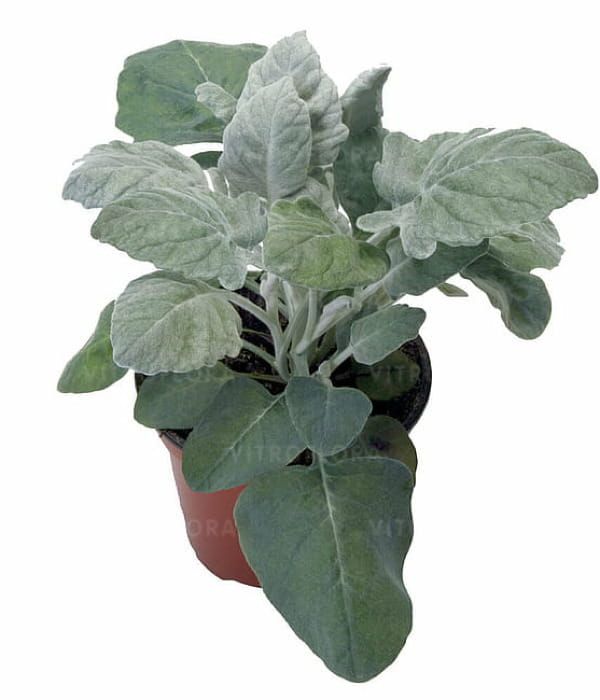 Starzec Senecio cineraria New Look