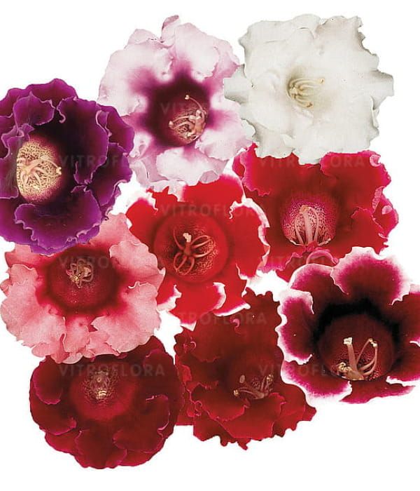 Sinningia speciosa Avanti Mix