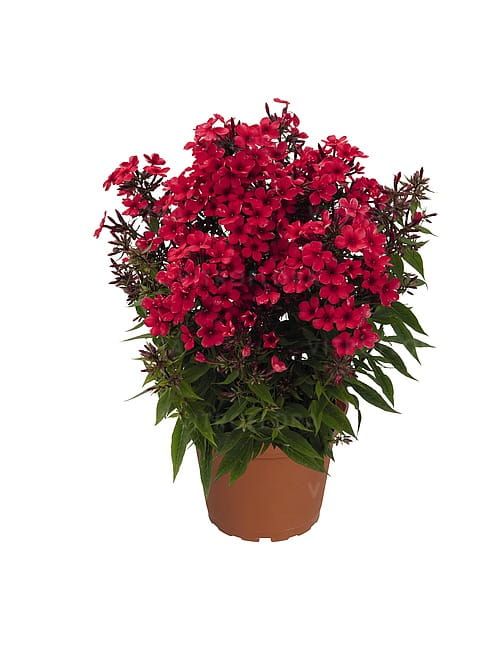 Phlox paniculata Early® Red – wczesny floks wiechowaty