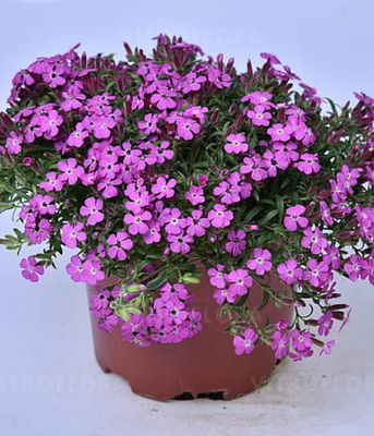 Saponaria hybrida Bressingham Pink – mydlnica