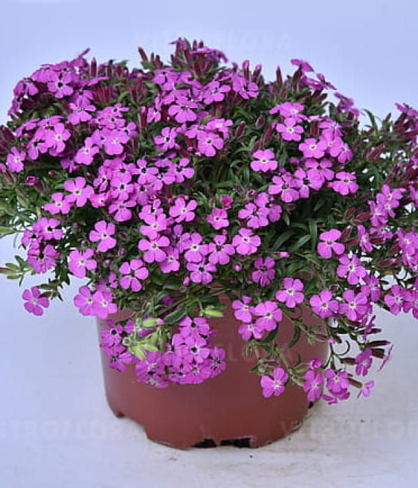 Saponaria hybrida Bressingham Pink – mydlnica