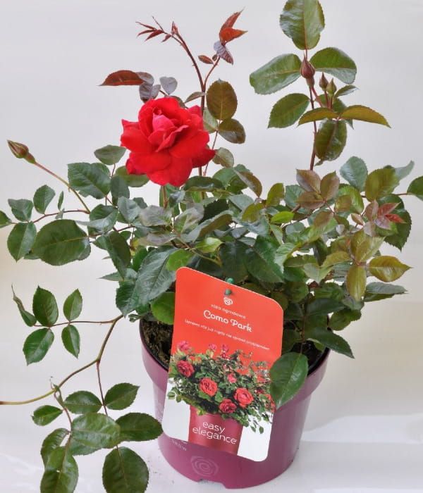 Róża Easy Elegance Como Park –róża rabatowa