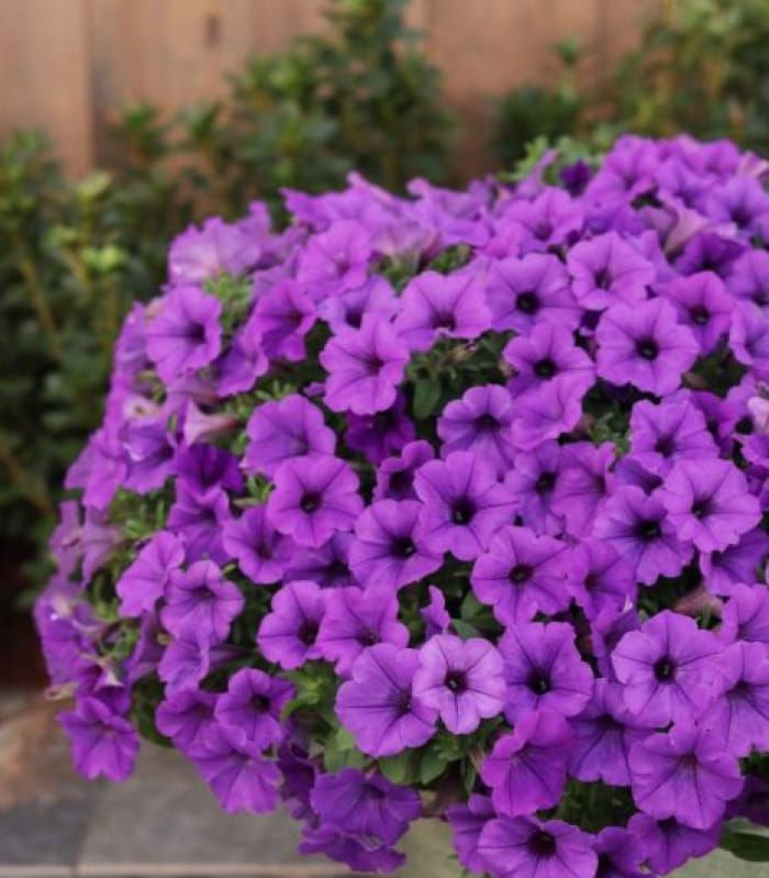 Supertunia MINI VISTA® Blue Violet (Petunia)
