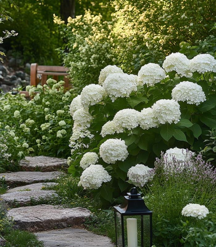 Hortensja Strong Annabelle – wyjątkowo sztywne pędy