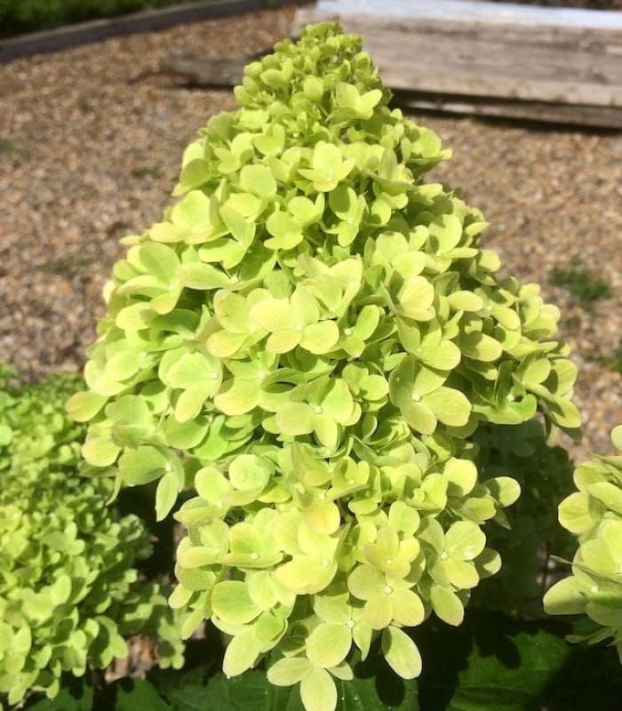 Hortensja bukietowa ‘Mojito’ – limonkowo-zielone kwiaty