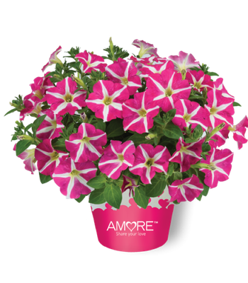 Petunia Amore Pink Hearts