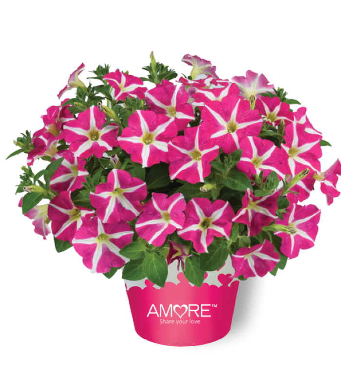 Petunia Amore Pink Hearts