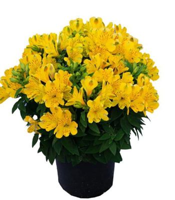 Alstremeria Inca Aurelia – długie kwitnienie