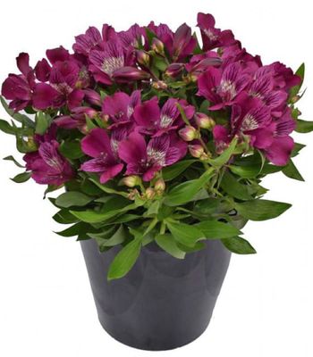 Alstremeria Inca Purple™ – intensywnie fioletowe kwiaty