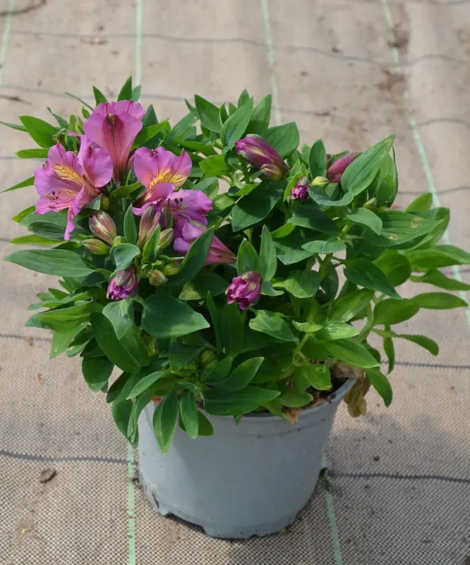 Alstroemeria Inca Purple sadzonka