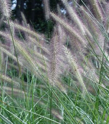 Rozplenica japońska ‘Foxtrot’