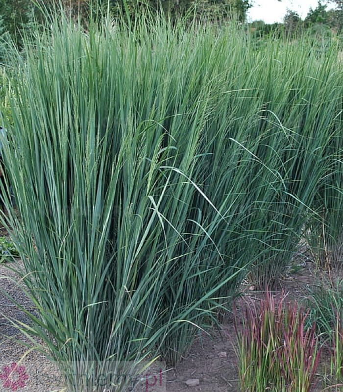 Proso rózgowate ‘Northwind’