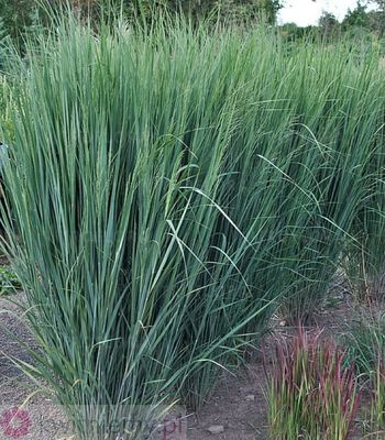 Proso rózgowate ‘Northwind’