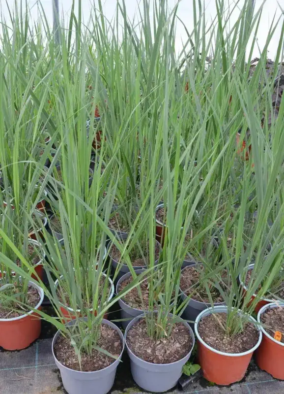 Proso rózgowate ‘Northwind’