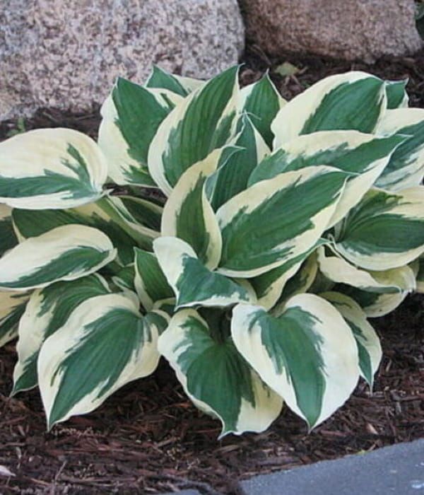 Funkia Minute Man – hosta o zielonych liściach z kremowym obrzeżeniem