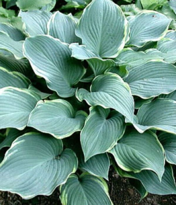 Funkia Regal Splendor – duża Hosta o niebieskozielonych liściach