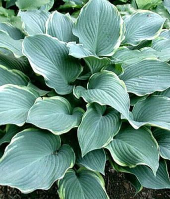 Funkia Regal Splendor – duża Hosta o niebieskozielonych liściach