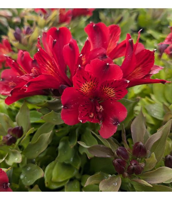 Alstremeria ‘Inca Vito’ – intensywne barwy czerwone