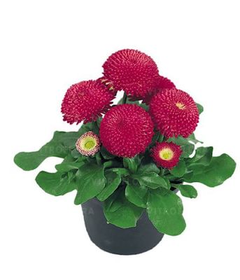 Stokrotka Bellis Tasso Deep Rose – pełne, różowe kwiaty