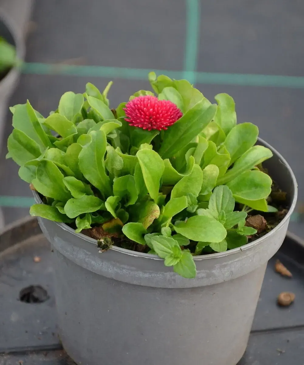 Stokrotka Bellis Tasso Deep Rose – sadzonka w doniczce