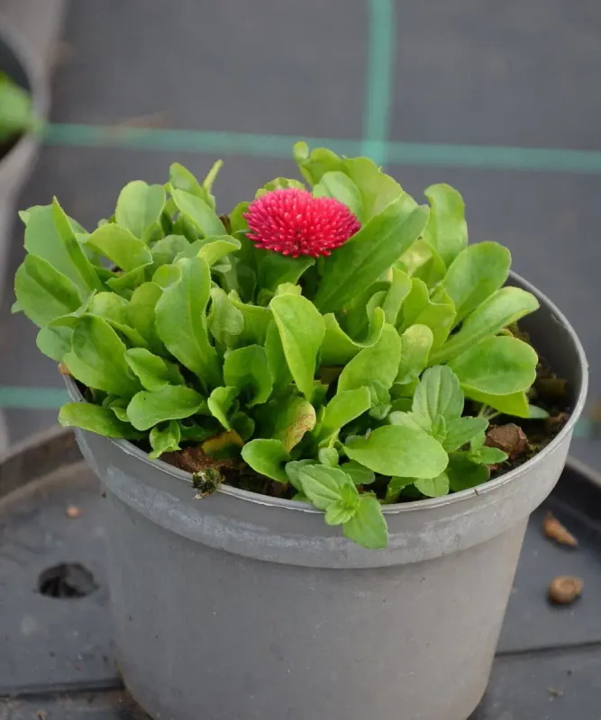 Stokrotka Bellis Tasso Deep Rose – sadzonka w doniczce