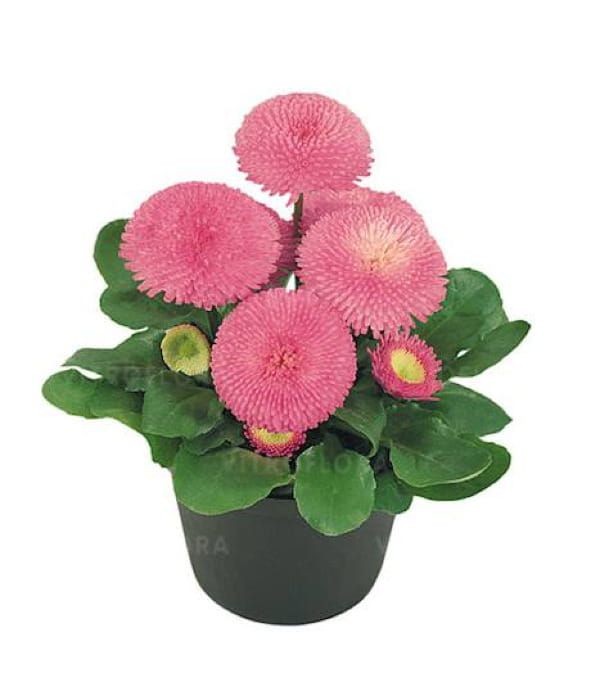 Stokrotka ‘Tasso Pink’ – pełne kwiaty w delikatnym różu