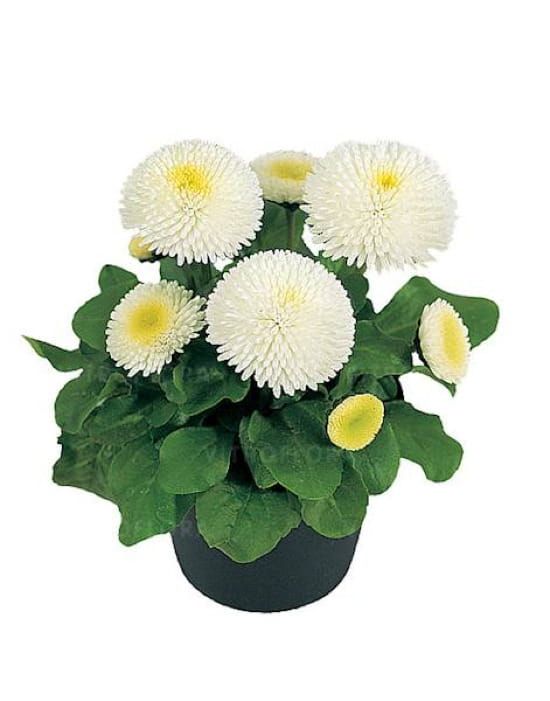 Bellis Stokrotka Tasso White– śnieżnobiałe, pełne kwiaty