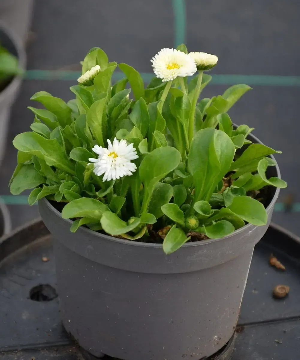 Bellis Stokrotka Tasso White – sadzonka w doniczce