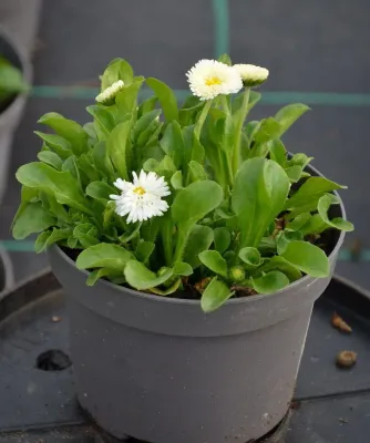 Bellis Stokrotka Tasso White – sadzonka w doniczce