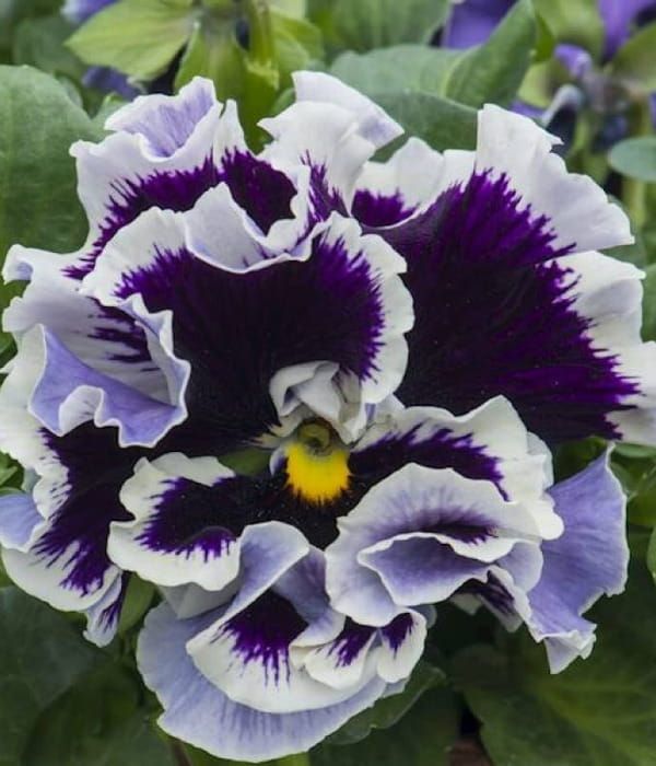 Bratek Purple White Rim – viola ogrodowa o fioletowych kwiatach