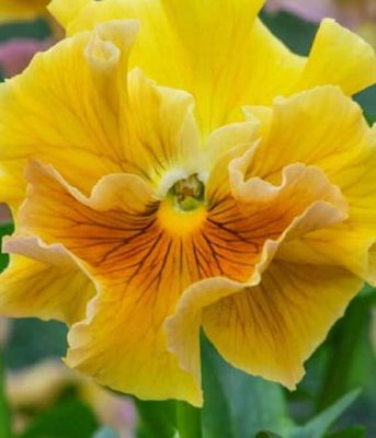 Bratek Ruffles Amber Glow – bratek ogrodowy  bursztynowo-złoty