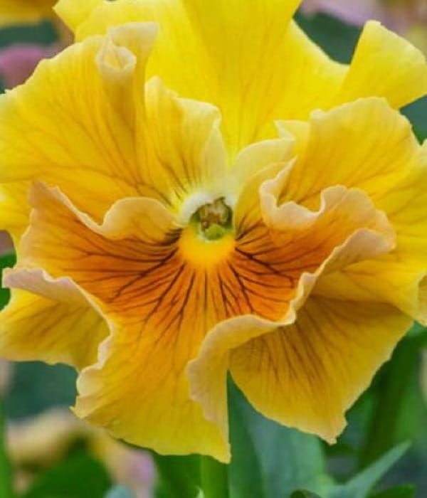 Bratek Ruffles Amber Glow – bratek ogrodowy  bursztynowo-złoty