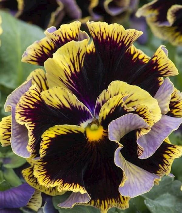 Viola Ruffles Dark Heart – dekoracyjny bratek o pofalowanych płatkach i kontrastowym centrum