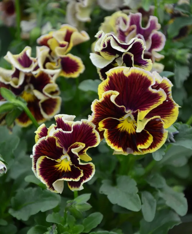 Bratek Ruffles Dark Heart –bratek ogrodowy
