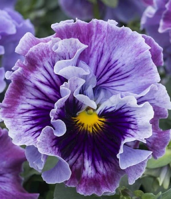 Bratek Ruffles Soft Lavender – bratek ogrodowy