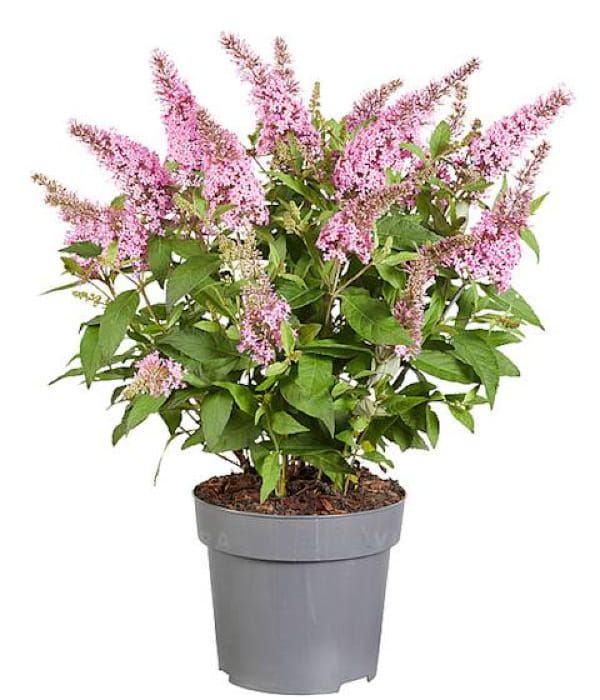 Budleja Butterfly Candy Little Pink – karłowa budleja